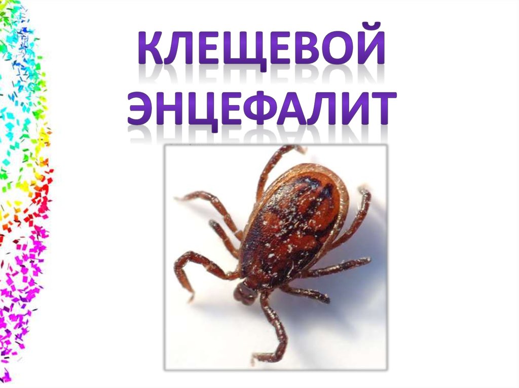 О вакцинации против клещевого вирусного энцефалита.
